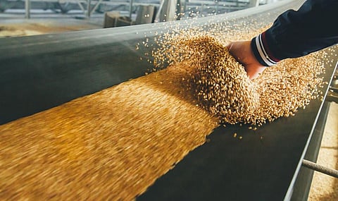 Harmful fungal toxins are a growing threat for European wheat. Photo: Sergey Butin/Shutterstock