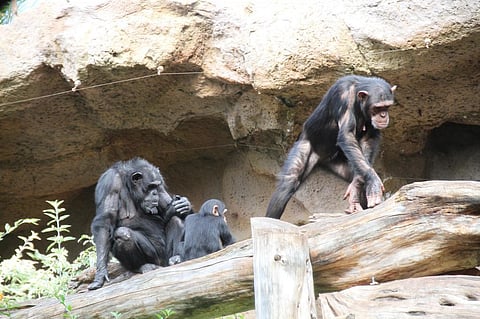 The researchers studied chimpanzees, whose last common ancestry (LCA) with humans dates to roughly 5-7 million years ago. Photo: Erlend Bjørtvedt / Wikimedia Commons