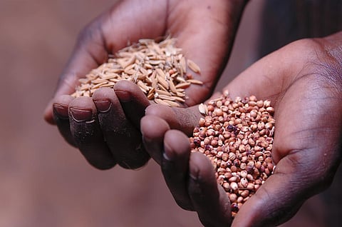 Southern Africa drought: Families forced to marry off daughters in exchange for food: ActionAid