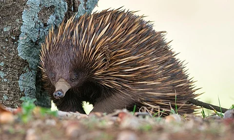 Australia has the highest mammal diversity in the world. Marsupials, placentals and montremes such as the echidna are found here. Photo: iStock