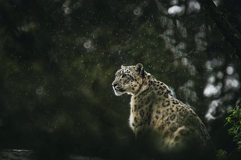 Frida Lannerstrom/Unsplash, CC BY