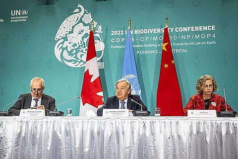 फोटो साभार : विकिमीडिया कॉमन्स, संयुक्त राष्ट्र जैव विविधता