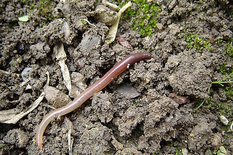 फोटो साभार : विकिमीडिया कॉमन्स,डोडो बर्ड