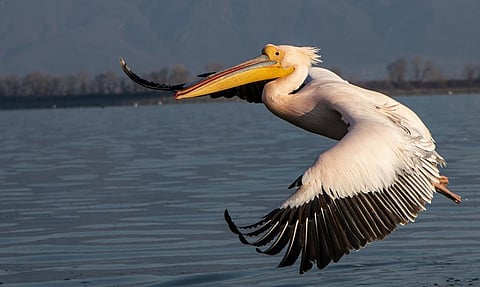 The report suggested that waterfowl might be responsible for the spread of the HPAI virus into poultry firms. Photo: iStock