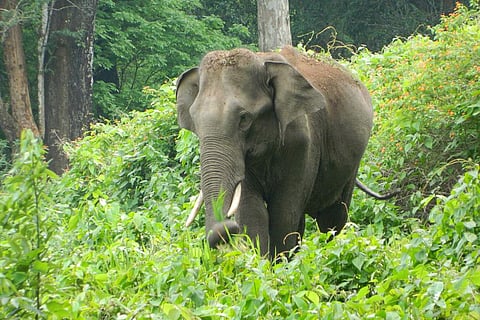 फोटो साभार : सीएसई