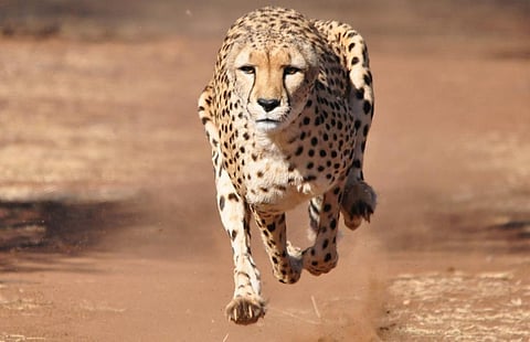 Cheetahs being agile and swift animals need to constantly keep moving to hunt their prey and keep fit. Photo: iStock