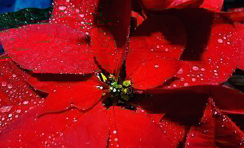 Poinsettia was used by the Aztecs for dyeing their garments and as an anti-pyretic medicine. Photo: iStock