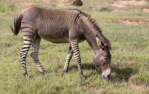 A hybrid between a donkey and a zebra. Photo: iStock