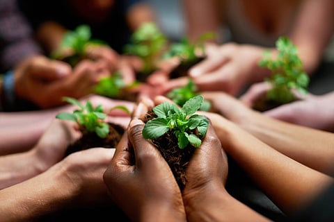 The gardens failed to develop propagation techniques, which affected the conservation efforts, found CAG. Photo: iStock