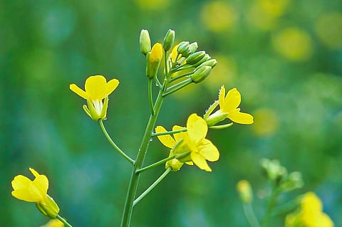 The government claims commercial use of DMH-11 may increase the yield by 25-30 per cent over the existing traditional hybrid varieties. Photo: iStock