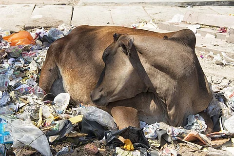 The Plastic Waste Management Rules framed by MoEF&CC lack comprehensiveness to give thrust to effective implementation and monitoring, said CAG. Photo: iStock