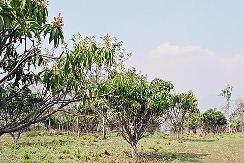 जलवायु संकट: बदलते मौसम के बीच ओडिशा, तेलंगाना में समय से पहले लगी आम में बौर