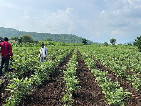 पुनर्योजी विधि से खेती करने वाले मध्य प्रदेश के किसान मानते हैं कि इससे सिंचाई की आवश्यकता में कमी आई है और पानी व ऊर्जा की बचत हुई है (फोटो: अनामिका यादव / सीएसई)
