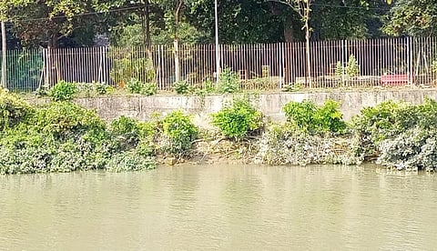 The eastern fringe of the Acharya Jagadish Chandra Bose Botanic Garden in Howrah. Photo: Jayanta Basu