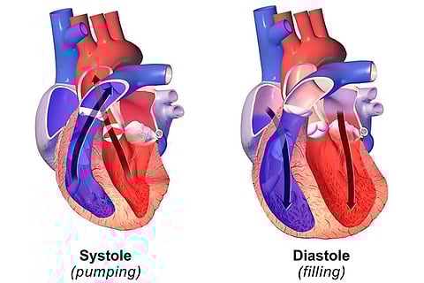 फोटो साभार : विकिमीडिया कॉमन्स, ब्रूस ब्लाउस