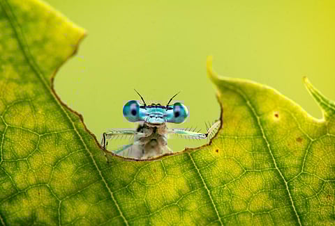 Can this dragonfly feel pain? Photo: Stefan Csontos/Shutterstock
