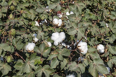 Cotton farmers will not be able to recover the production costs if the losses are high. Photo: iStock.