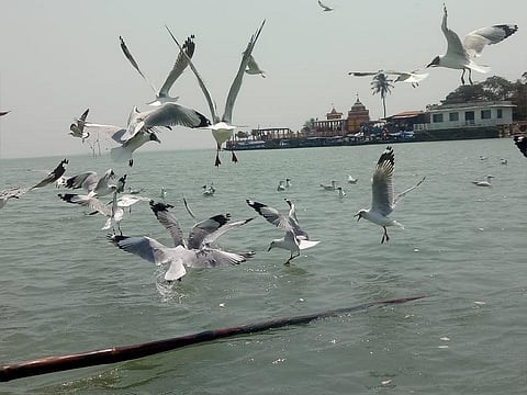Habitat improvement, availability of food and eviction of the prawn gherries (enclosures) in the lake are some of the reasons for the increase in the number of birds. Photo: Hrusikesh Mohanty.