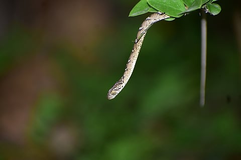 Common cat snake, a mildly venomous snake. Photo: Saurav Chaudhary