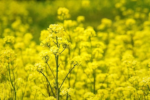In terms of livelihoods, a significantly higher number of people depend on mustard, including agricultural workers and bee-keepers. Photo: iStock.