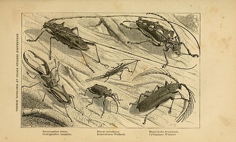 Some of the ‘remarkable beetles’ Wallace collected in Borneo. A.R. Wallace, CC BY