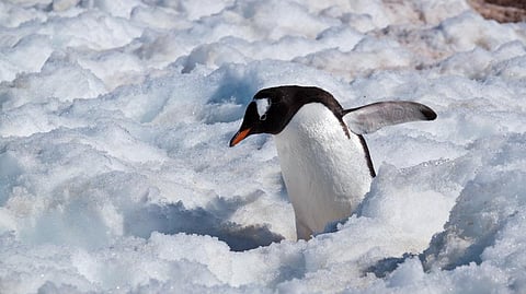 The perpetually ice-free Gentoo penguin can serve as inspiration for the creation of passive anti-icing surfaces. Photo: ravas51 / flickr, CC BY-SA