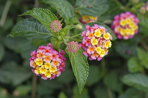 Lantanas arrived in India as a decorative shrub in the British colonial period but quickly took over several ecosystems as an invasive plant. Photo: iStock