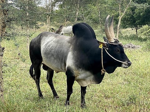 A Kangayam bull. Photo: KS Sivasenapathy