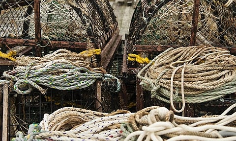 Lobster fishing uses a lot of rope, and whales can die after becoming entangled in it