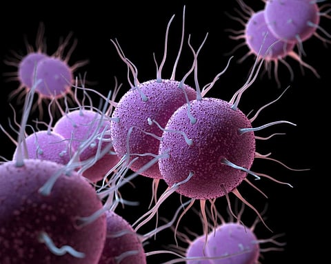 Neisseria gonorrhoeae bacteria. Photo: iStock