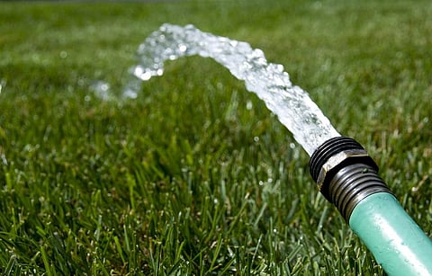 The food crops cultivated in modern agricultural systems are all highly water-intensive. Photo: iStock.