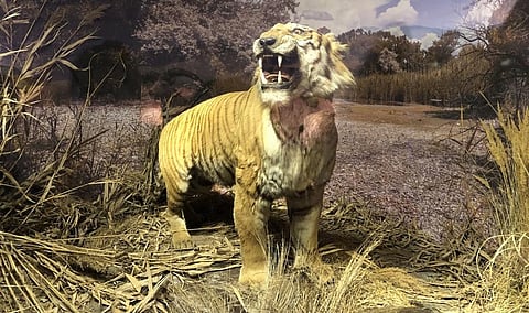 A taxidermised tiger on display at the National Museum of Geogia. Photo shared by @OPolianichev on Twitter