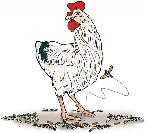 Illustration: Yogendra Anand