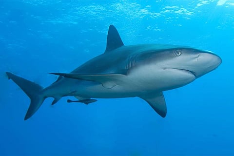 फोटो साभार : विकिमीडिया कॉमन्स, अल्बर्ट कोक, रीफ शार्क