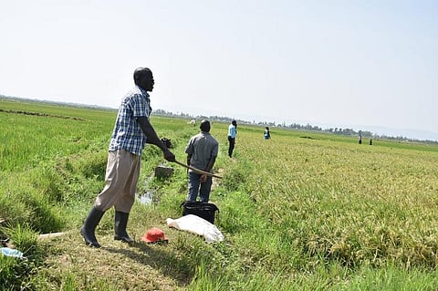 Farmers chasing away quelea birds from their rice fields in Kano Plains, Kisumu County, Kenya. Photo: Tony Malesi.