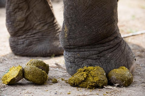 One day this fresh elephant dung could be a coprolite helping scientists understand the past. Photo: Silarock / Shutterstock