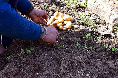 The farmers are more concerned because the price of potato has been as low as Rs 3 per kg. Photo: iStock.