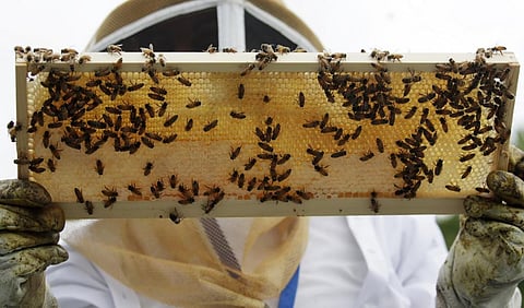 How do you vaccinate a honeybee? 6 questions answered about a new tool for protecting pollinators
