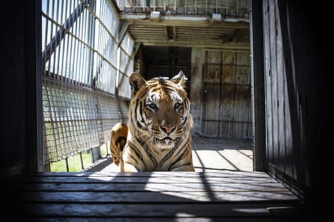 Tigers in South Africa are being intensively farmed for commercial trade. Photo: Hristo Vladev/NurPhoto via Getty Images