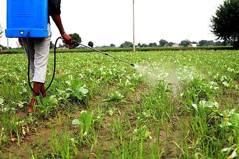 These pesticides have been banned internationally and are found harmful to the health of children. Photo: iStock.