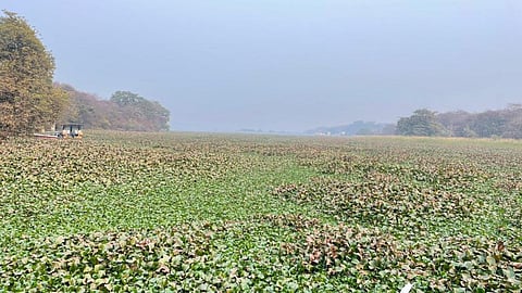 Sankhya Sagar has virtually disappeared under the water hyacinths, blocking sunlight and reducing oxygen levels in the lake. Photo: Shuchita Jha / DTE