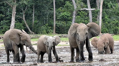 A herd of forest elephants at a clearing in the Central African Republic. Photo: iStock