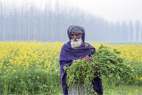 जलवायु परिवर्तन से पंजाब में फसलों को होगा भारी नुकसान, 24 फीसदी तक घट सकता है मक्का उत्पादन