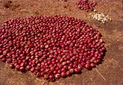 Farmers estimate around 80 per cent of pearl onion crops have been destroyed by the heavy rain.