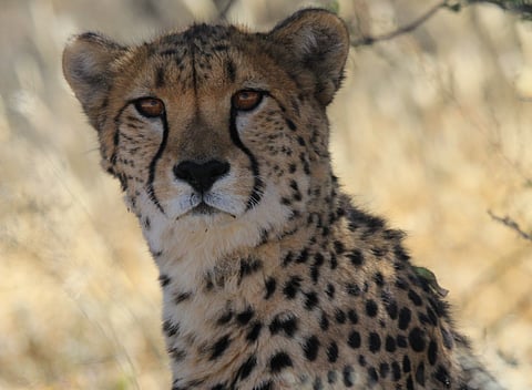 Sasha is one of the eight cheetahs brought to Kuno National Park of Sheopur district of Madhya Pradesh on September 17, 2022 from Namibia. Photo: Cheetah Conservation Fund
