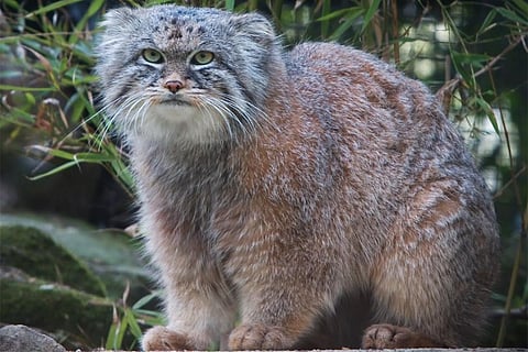 फोटो साभार : विकिमीडिया कॉमन्स, सैंडर वैन डेर वेल, पल्लस बिल्ली