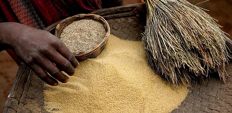 Regular consumption of millet can significantly improve key nutrition parameters among children and women. Vikas Choudhary/CSE