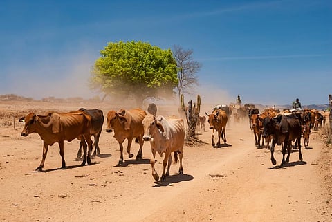 Four possible consequences of El Niño returning in 2023