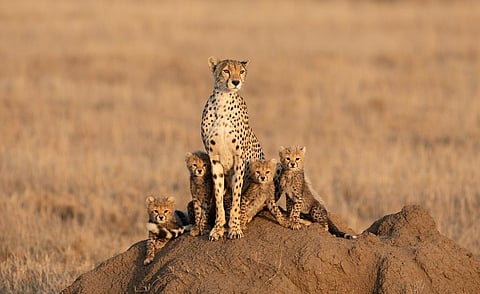 The terms of the MoU on Cooperation in the Re-introduction of Cheetah to India will be reviewed every five years. Photo: iStock.