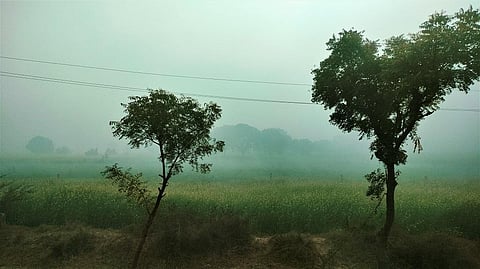 A mustard field in Bharatpur, Rajasthan January 21, 2023. Photo: Preetha Banerjee / CSE